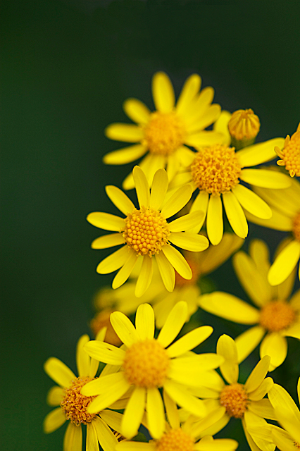 Yellow Burst
