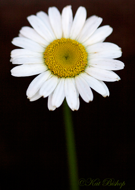 Daisy