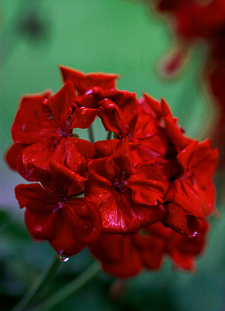 Geranium