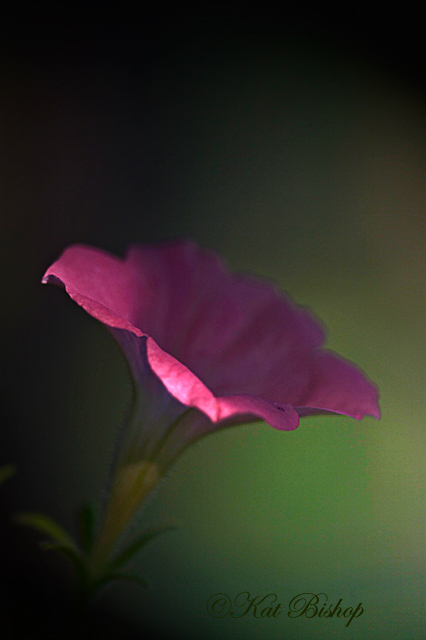 Pink Petunia