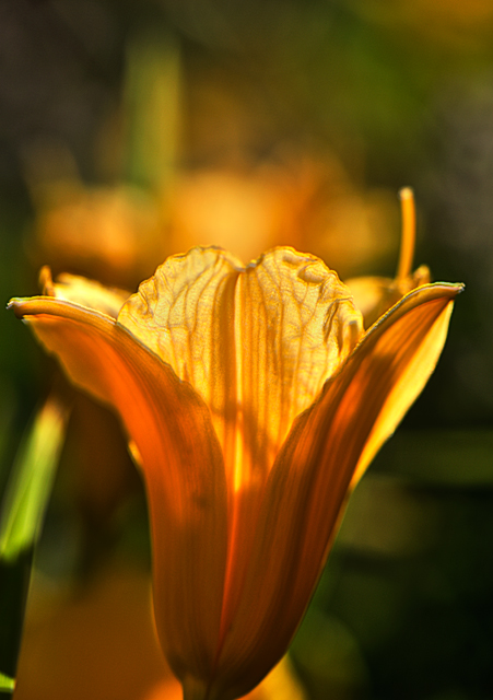 Lily II