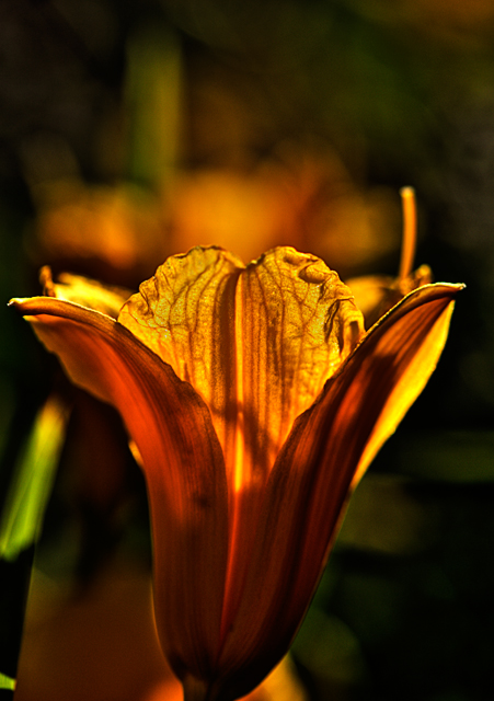Lily III