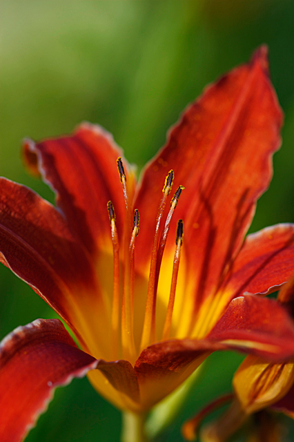 Lily