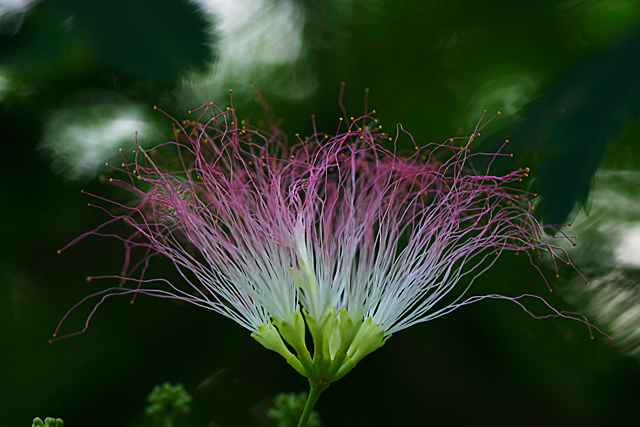 Mimosa