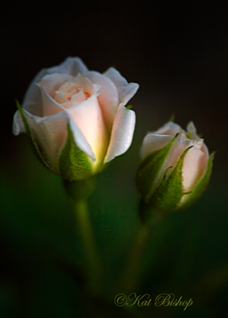 Double Bud