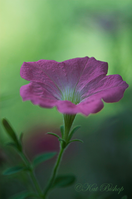 Petunia 