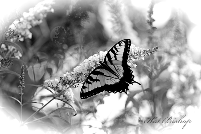 Viceroy 