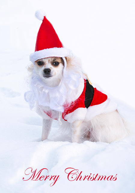 Santa Bandit