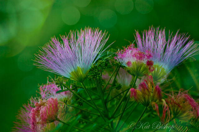 Mimosa