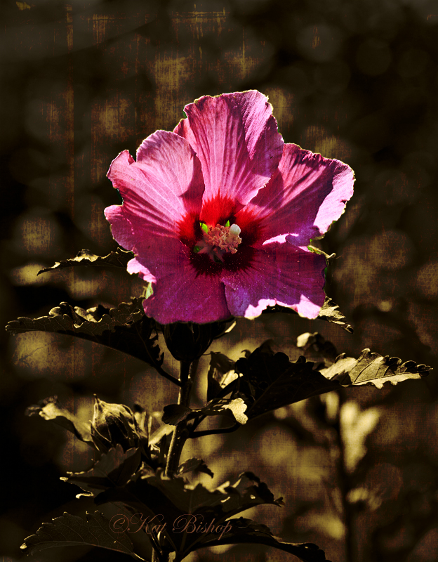 Rose of Sharon