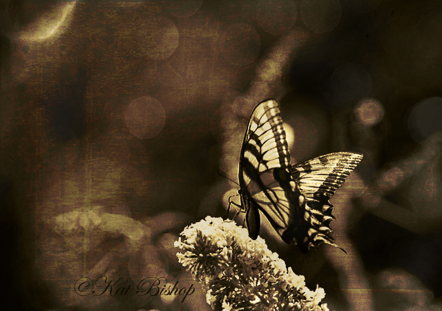 Butterfly II