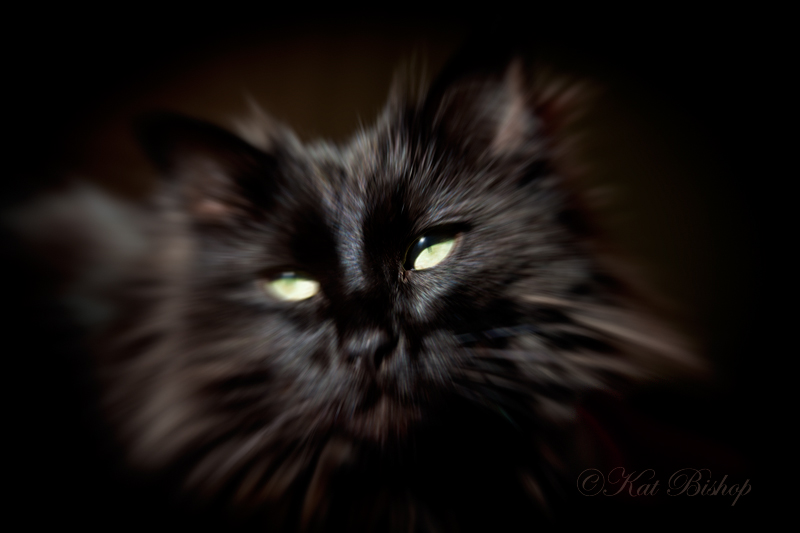 Neko