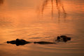Hippos