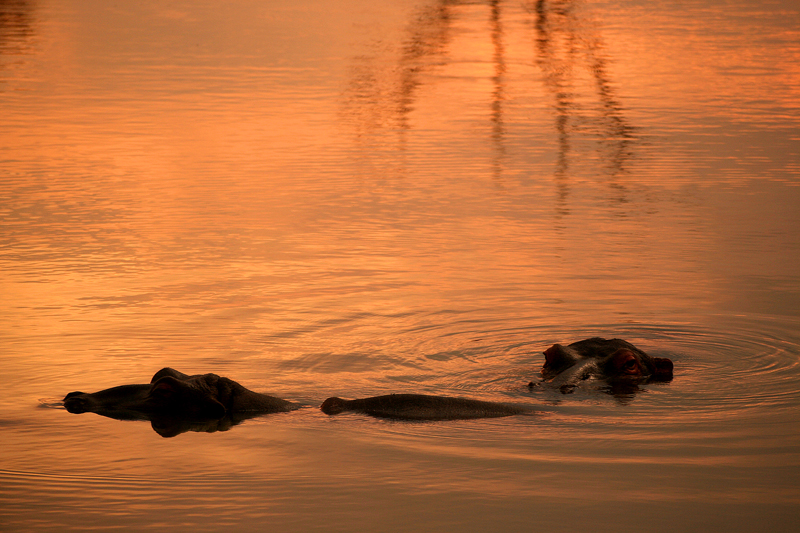 Hippos