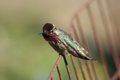 Humming bird at SF.JPG
