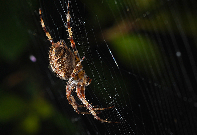 Garden Spider
