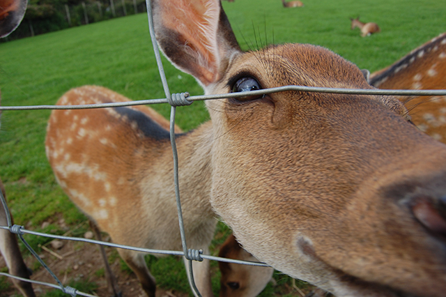 Deer