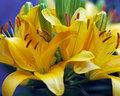AsiaticLillies