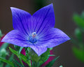 Balloon Flower