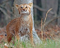 Bobcat