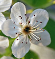 Bradford Pear Flower