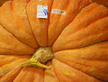 Blue Ribbon Pumpkin