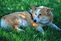 Tobi the Corgi