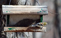 At the Feeder