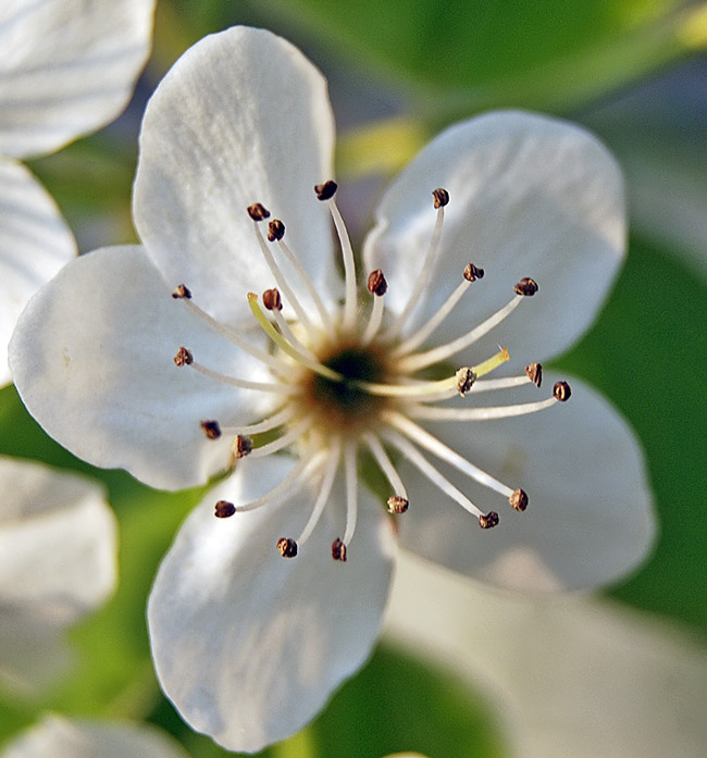 Bradford Pear Flower