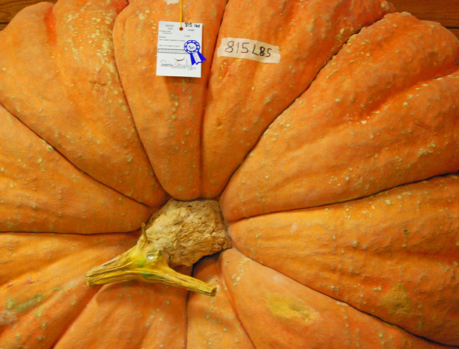 Blue Ribbon Pumpkin