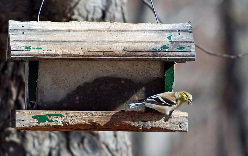 At the Feeder