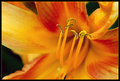 colors-of-red.jpg
