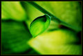 colorsofgreen.jpg