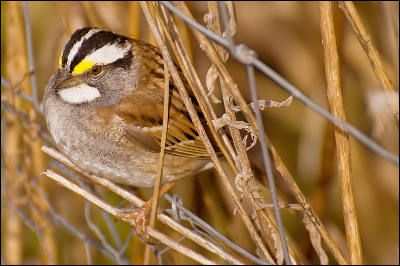 White-Throated Sparrow