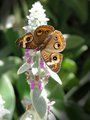 Desert Butterfly