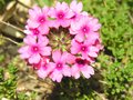 Pink Delight