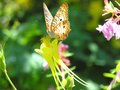 Delicate Pair