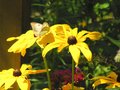 Giant Daisies