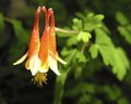 Mountain Lamplight