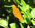 Orange Peel