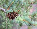 The Myth of the Pines
