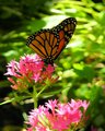 Heaven for the Monarch