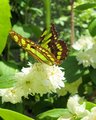 Nectar in Paradise