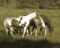 Old West Horses 3