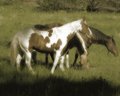 Old West Horses 4