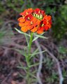 Lonely Wildflower