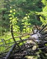 Tree Fallen