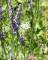 Heavenly Lavender