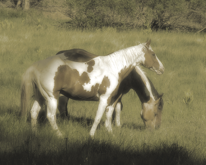 Old West Horses 1