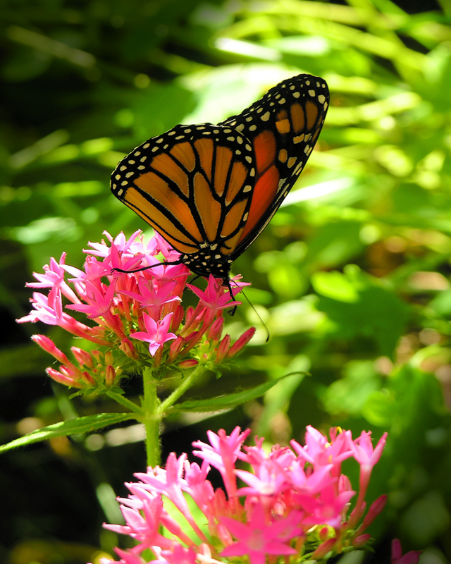 Heaven for the Monarch